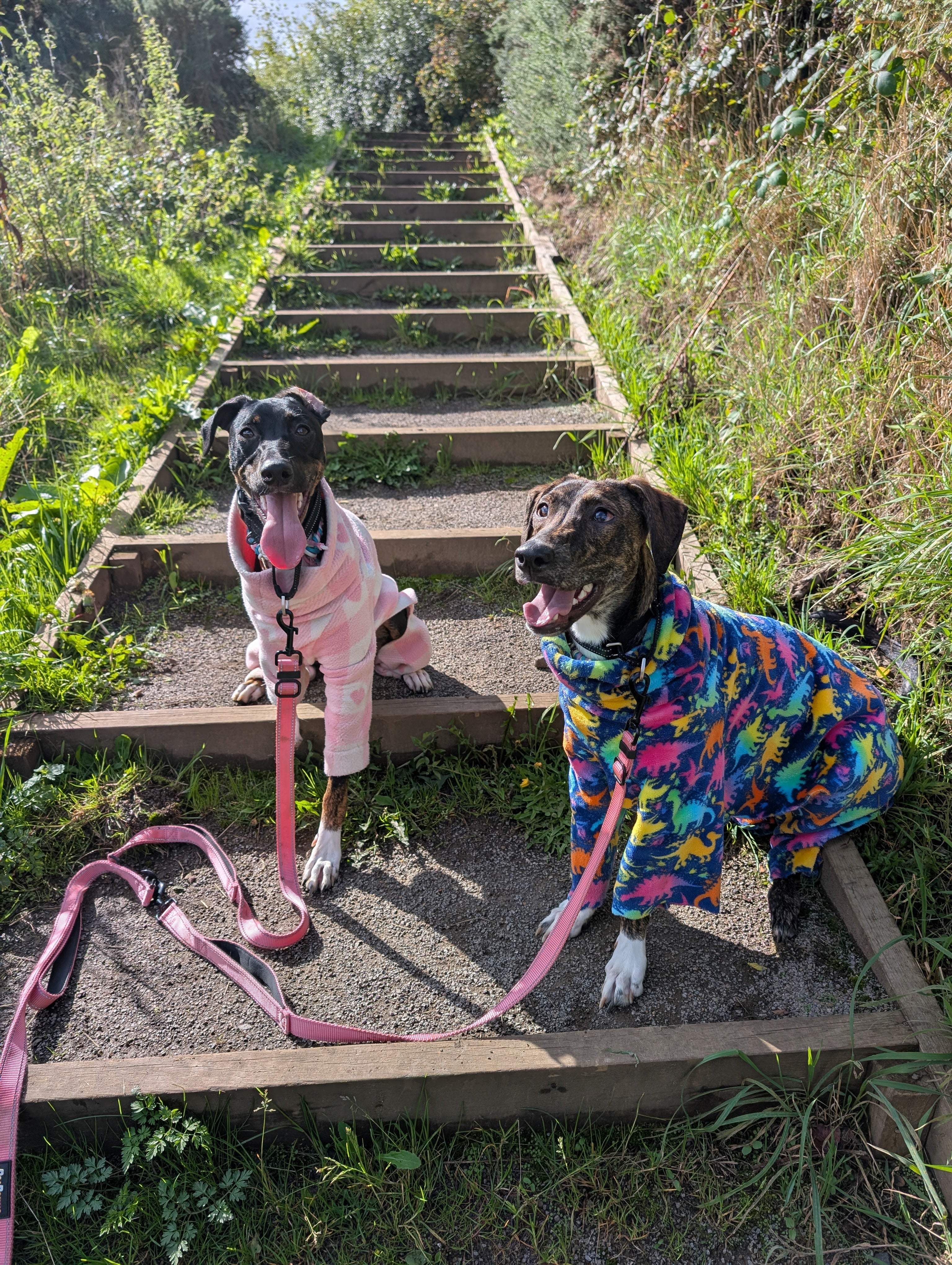 Two dogs in colorful outfits standing on a set of stairs with grass and plants around.